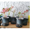 Кашпо BOTANICA автополив Babble (10.5x11.5см, серый)