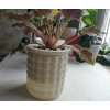 Кашпо BOTANICA автополив Babble (10.5x11.5см, фисташковый)