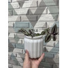 Кашпо BOTANICA автополив Jam (10.5x11.5см, белый)