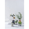Подставка с поддоном на колесах Botanica круглая (29.5x9.2см, серый)