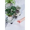 Подставка с поддоном на колесах Botanica круглая (29.5x9.2см, серый)