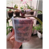 Горшок для орхидей Botanica сетчатый (11x10см/0.7л, прозрачный)