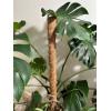 Опора для растений Botanica Кокосовая 80см (d40мм)
