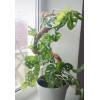 Опора для растений Botanica кокосовая гибкая  100см (d25мм)