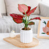 Кашпо BOTANICA автополив Jam (10.5x11.5см, белый)