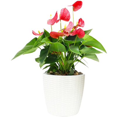 Кашпо BOTANICA автополив Rattan (13.8x14см, белый)
