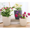Кашпо BOTANICA автополив Rattan (13.8x14см, белый)