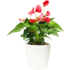 Кашпо BOTANICA автополив Rattan (18.3x17.5см, белый)