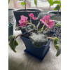Горшок цветочный BOTANICA Block с поддоном (9.5х9.5x8см, синий)