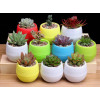 Горшок цветочный BOTANICA Bowl двойной (10x8см, зеленый)