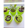 Горшок цветочный BOTANICA Bowl двойной (10x8см, зеленый)
