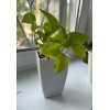 Кашпо Botanica Cactus высокое (11.5x18см, белый матовый)