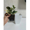 Кашпо Botanica Cactus высокое (11.5x18см, белый матовый)