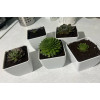Кашпо Botanica Cactus (7.5х6.5см, белый глянцевый)