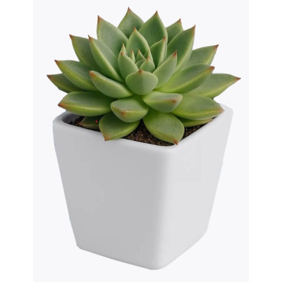 Кашпо BOTANICA Cactus (5х4.5см, белый, глянцевый)