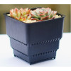 Горшок для кактусов и суккулентов Botanica Air (6x6см/0.15л, черный)