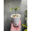 Кашпо с автополивом Botanica Aqua (9.5x11.5см, белый)