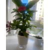 Горшок цветочный BOTANICA автополив Aspect с прозрачным поддоном (12.5x10см, светло-серый)