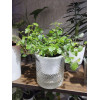 Кашпо BOTANICA автополив Crystal (10.5x11см, прозрачный)