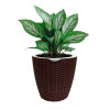 Кашпо BOTANICA автополив Rattan (11.5x11см, коричневый)