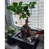 Горшок для бонсай и суккулентов Botanica с поддоном (16x12х6см/0.65л, коричневый)