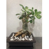 Горшок для бонсай и суккулентов Botanica с поддоном (16x12х6см/0.65л, коричневый)