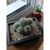 Горшок для бонсай и суккулентов Botanica с поддоном (16x12х6см/0.65л, коричневый)
