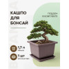 Горшок для бонсай и суккулентов Botanica с поддоном (17x17x12см/1.7л, коричневый)