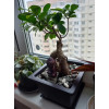 Горшок для бонсай и суккулентов Botanica с поддоном (17x17x12см/1.7л, коричневый)