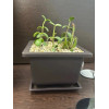 Горшок для бонсай и суккулентов Botanica с поддоном (17x17x12см/1.7л, коричневый)