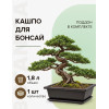 Горшок для бонсай и суккулентов Botanica с поддоном (22.5x16.5x8см/1.7л, коричневый)