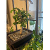 Горшок для бонсай и суккулентов Botanica с поддоном (22.5x16.5x8см/1.7л, коричневый)