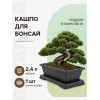 Горшок для бонсай и суккулентов Botanica с поддоном (25.5x19x8см/2.4л, коричневый)