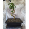 Горшок для бонсай и суккулентов Botanica с поддоном (25.5x19x8см/2.4л, коричневый)