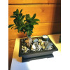 Горшок для бонсай и суккулентов Botanica с поддоном (16x12х6см/0.65л, коричневый)