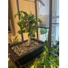 Горшок для бонсай и суккулентов Botanica с поддоном (31.5x23.5x9см/5.4л, коричневый)