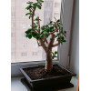 Горшок для бонсай и суккулентов Botanica с поддоном (28.5x21.5x8.5см/3.4л, коричневый)