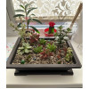 Горшок для бонсай и суккулентов Botanica с поддоном (31.5x23.5x9см/5.4л, коричневый)