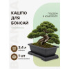 Горшок для бонсай и суккулентов Botanica с поддоном (31.5x23.5x9см/5.4л, коричневый)