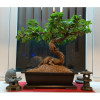Горшок для бонсай и суккулентов Botanica с поддоном (31.5x23.5x9см/5.4л, коричневый)