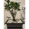 Горшок для бонсай и суккулентов Botanica с поддоном (25.5x19x8см/2.4л, коричневый)