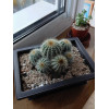Горшок для бонсай и суккулентов Botanica с поддоном (16.5x16.5x8см/1л, коричневый)