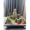 Горшок для бонсай и суккулентов Botanica с поддоном (25.5x19x8см/2.4л, коричневый)