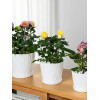 Горшок цветочный BOTANICA Волна рифленый с поддоном (11.5x10см/0.7л, белый)