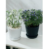Горшок цветочный BOTANICA Волна рифленый с поддоном (14.5x12.5см/1.3л, зеленый)