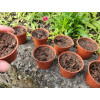 Горшок для рассады Botanica 6.7x5.7см (терракотовый)