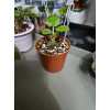 Набор горшков для рассады 11.8x10.7см (терракотовый) Botanica