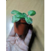 Горшок для рассады Botanica 6.7x5.7см (терракотовый)