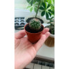 Горшок для рассады Botanica 6.7x5.7см (терракотовый)