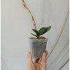 Горшок цветочный BOTANICA квадрат твердый с поддоном (7x7x8см, прозрачный)